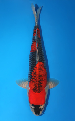 Goshiki - koi #x0728s022