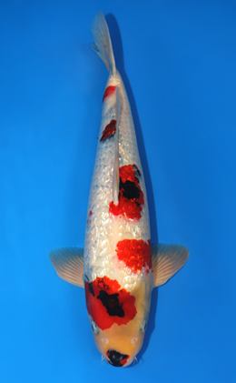Ginrin Showa - koi #x0728s024