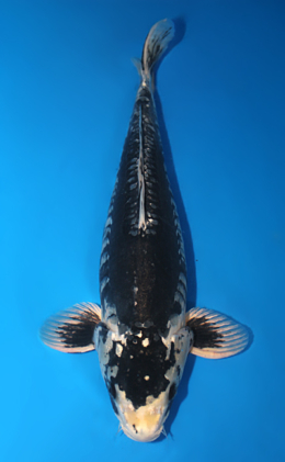 Kawari - koi #x0728s031