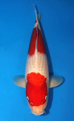 Kohaku - koi #x0728s032