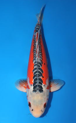 Shusui - koi #x0728s033