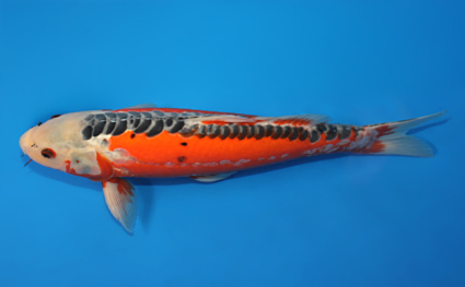 Shusui - koi #x0728s033 - Side View A