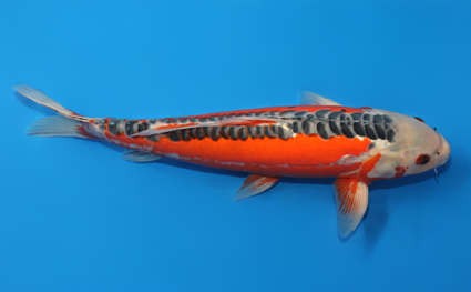 Shusui – koi #x0728s033 - Image 3