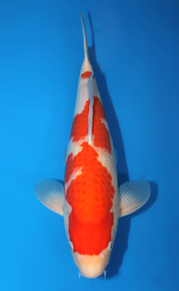 Kohaku - koi #x0728s035