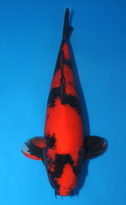 Hi Utsuri - koi #x0728s039