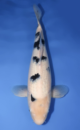 Bekko - koi #x0729s009
