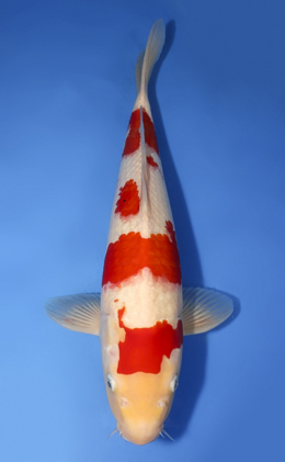 Kohaku - koi #x0729s011