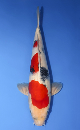Showa - koi #x0729s014