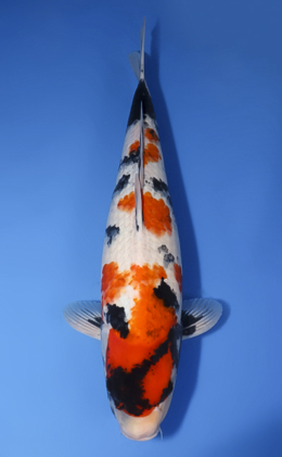 Showa - koi #x0729s018