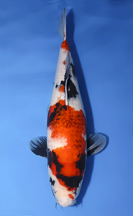 Showa - koi #x0729s019