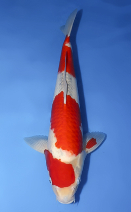 Kohaku - koi #x0729s022