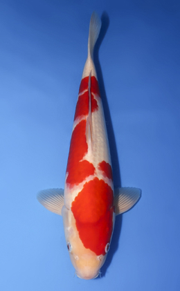 Kohaku - koi #x0729s024