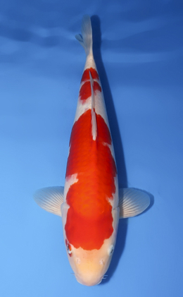 Kohaku - koi #x0729s026