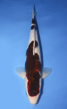 Budogoromo - koi #x0729s028