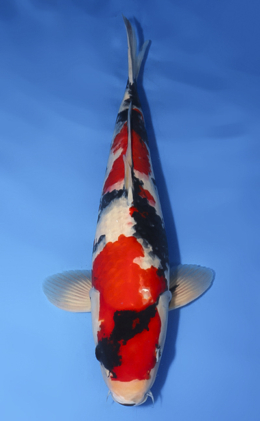 Showa - koi #x0729s030