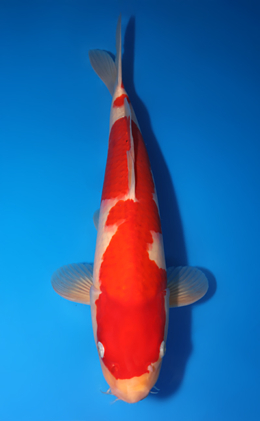 Kohaku - koi #x0730s005