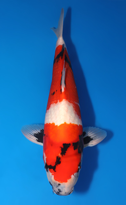 Showa - koi #x0730s006