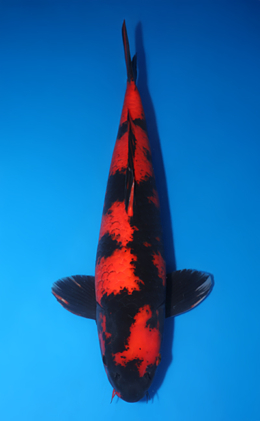 Hi Utsuri - koi #x0730s008