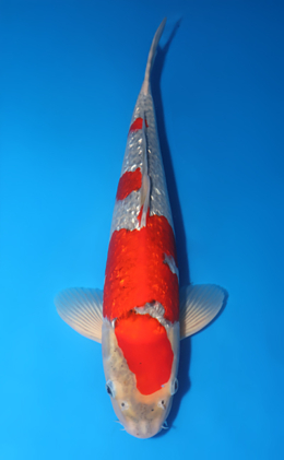 Ginrin Goshiki - koi #x0730s009