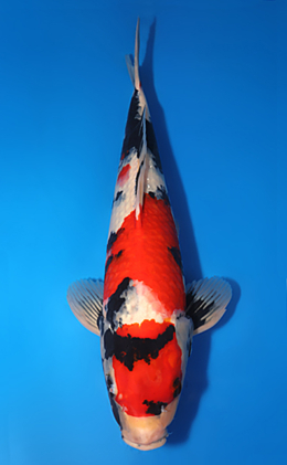 Showa - koi #x0730s010