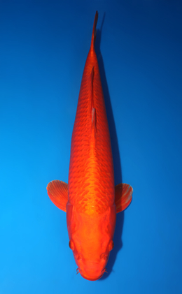 Orange Ogon - koi #x0730s011