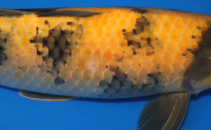 Ki Utsuri - koi #x0730s013 - Side View A