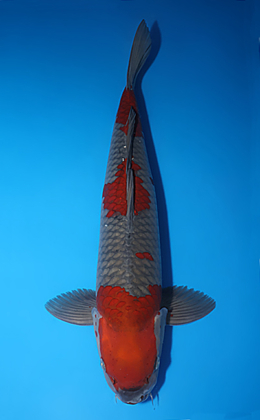Ochibashigure - koi #x0730s014
