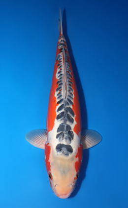Shusui - koi #x0730s015
