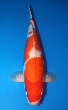 Kohaku - koi #x0730s016