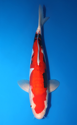 Beni Kumonryu - koi #x0730s018