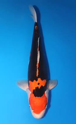 Beni Kumonryu - koi #x0730s019
