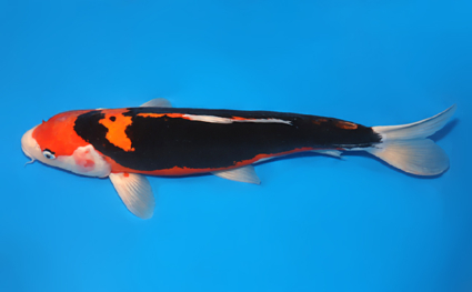 Beni Kumonryu - koi #x0730s019 - Side View A