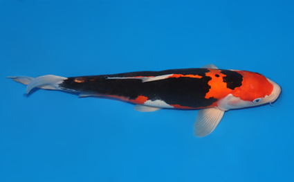 Beni Kumonryu – koi #x0730s019 - Image 3