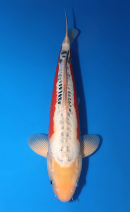 Shusui - koi #x0730s020