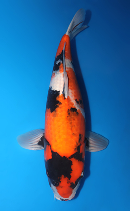 Showa - koi #x0730s024
