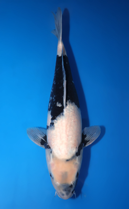 Shiro Utsuri - koi #x0730s026
