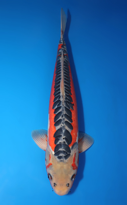 Shusui - koi #x0730s027