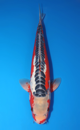 Shusui - koi #x0730s028