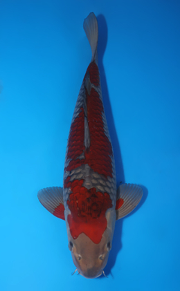 Ochibashigure - koi #x0730s033
