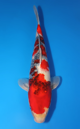 Showa - koi #x0730s034