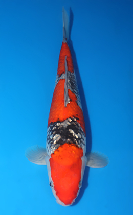 Ginrin Goshiki - koi #x0730s035