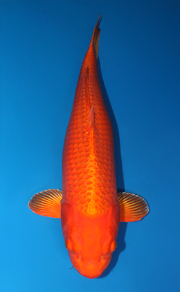 Orange Ogon - koi #x0731s001