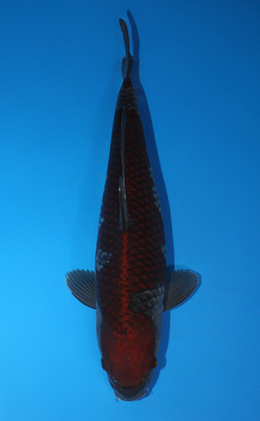 Ochibashigure - koi #x0731s002