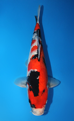 Showa - koi #x0731s003