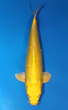 Ginrin Ogon - koi #x0731s004