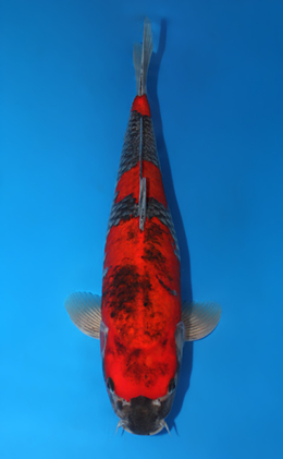 Goshiki - koi #x0731s005