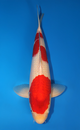 Kohaku - koi #x0731s006