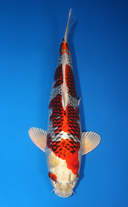 Kujyaku - koi #x0731s007