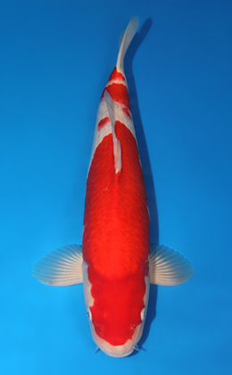 Kohaku - koi #x0731s008