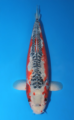 Shusui - koi #x0731s009